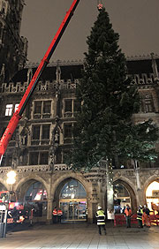 Ankunft des Christbaums aus aus Steingaden gegen 5.30 Uhr auf dem Marienplatz (©Foto. Martin Schmitz)